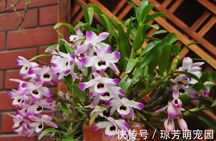 喜欢玫瑰，不妨养盆“珍奇品种”宠爱小姐，花身金黄，立体感十足