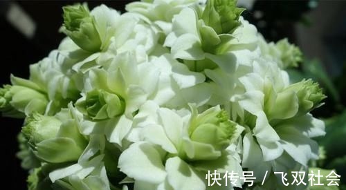 花色|最罕见的花卉,花色新奇,好养易活,是一款爆盆神器,值得拥有