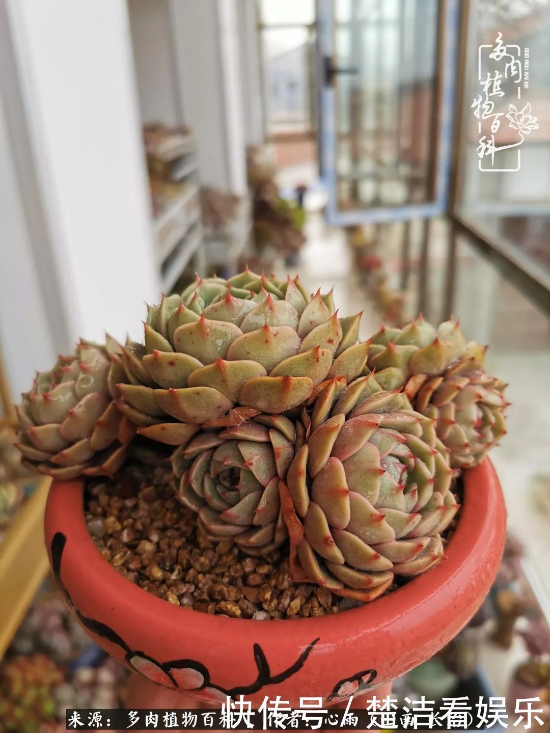 三色堇|懂得珍惜的人,才值得拥有更多美好的事物!养多肉也是如此!