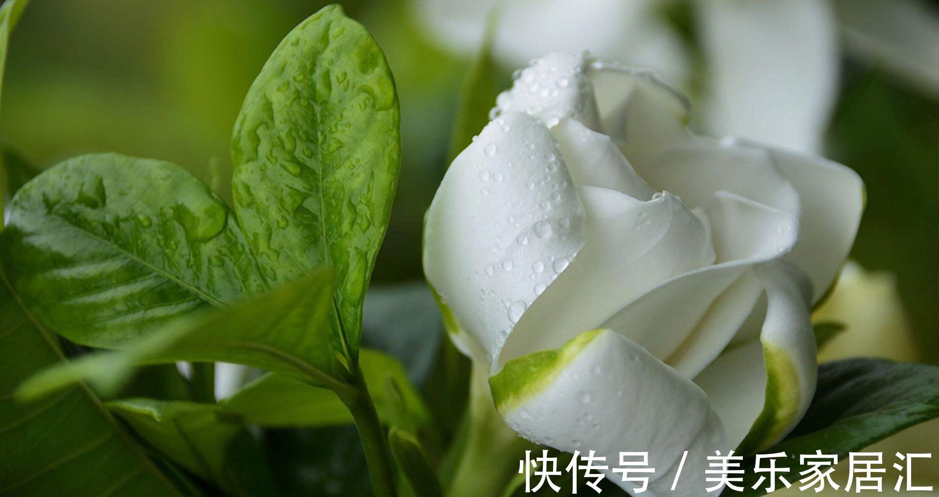 栀子花秋冬养护有讲究,给点“强壮剂”,养壮根来年开花又多又香