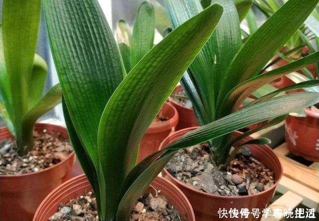 僵苗|君子兰不见长,是僵苗还是养护不当教你“4招”,快速恢复活力!