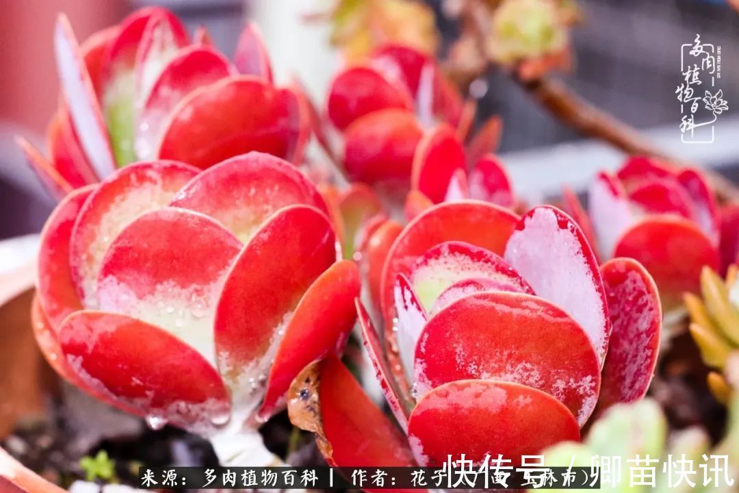 为了爱情来到陌生城市,偶遇多肉,地老天荒的爱恋!