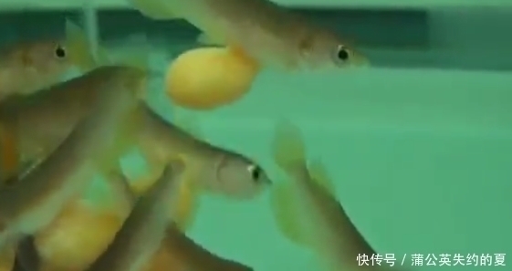 金龙鱼|小伙花数万买回一条鱼,回家却拒绝吃饭,弄开嘴一看价值上百万!