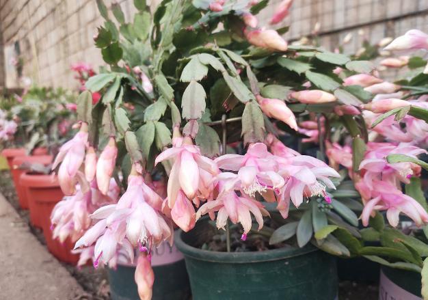 花草|养蟹爪兰，掌握4个小技巧，过年时绿叶间挂满“红花”