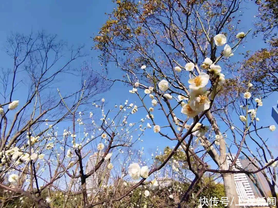 春到长宁万物苏，梅花玉兰已倾城