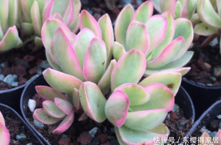 朝霞锦|如朝霞一般漂亮的多肉——朝霞锦,据说它还是传说中的摇钱树出锦