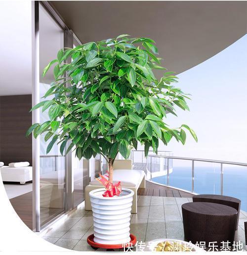 4种花很吉祥，再不喜欢也要养一盆，看着就富贵，空气一级棒