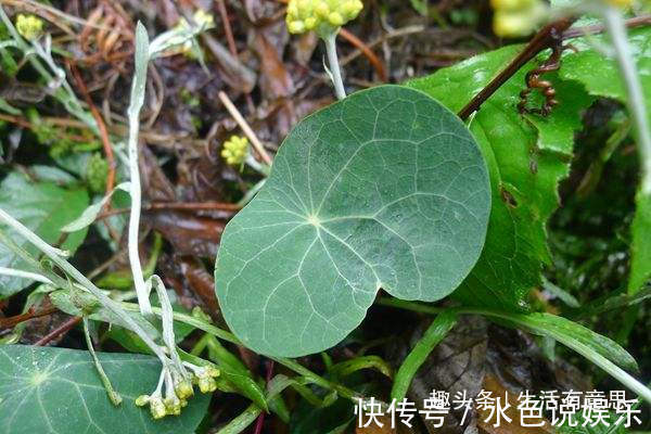 山乌龟|萌盆栽 ，左看”金不换“，右看”王八蛋“，聚财高手，教你养法