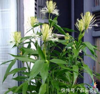 开花|养了10年富贵竹,今年开了“富贵花”,做到“4点”你家的也能开