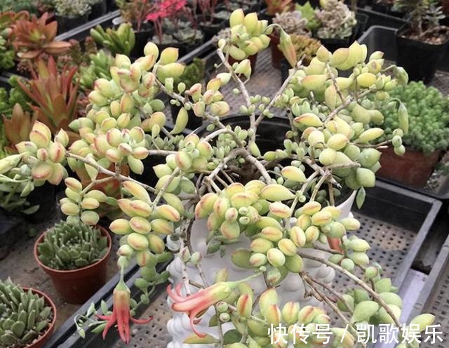 根系|多肉植物长出“小胡须”,表示植株“不健康”,花友们要明白!
