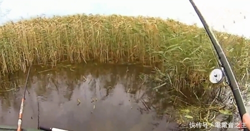 野钓大板鲫，每一条都大，鱼获让人眼红，四五个小时就得几十条鱼