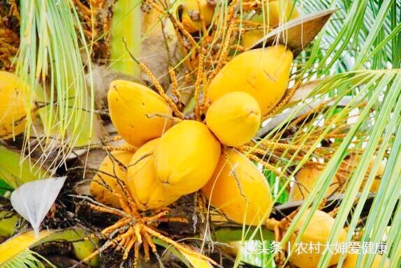 胆固醇|农村此果是穷人“救命果”，女性多食，排污血，让皮肤红润光滑