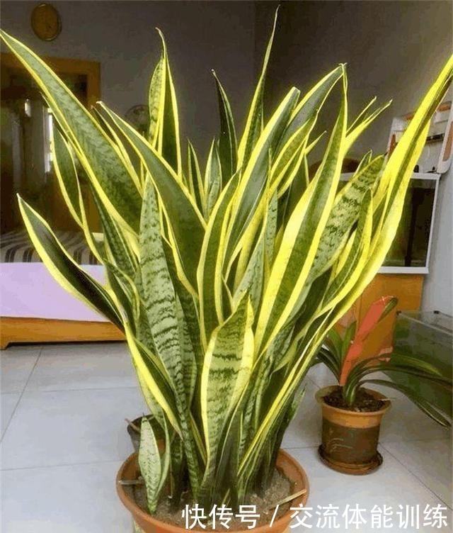 1种花每年开180天,叶子“剁碎”撒盆里,开花比牡丹还大气!