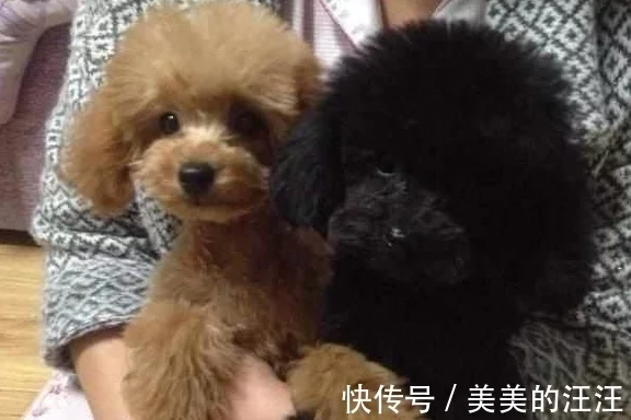 为什么都不肯意养黑色的泰迪犬，本来是那5个原因！