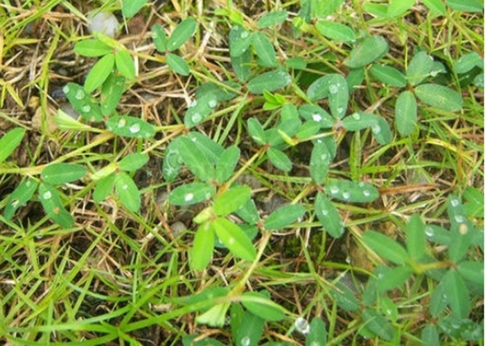 药用价值|人送外号“蚂蚁草”,补钙又补血,是天然的抗生素,药用价值高!