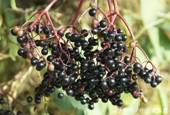 维生素c|女性睡前当零食吃,坚持7天,色斑没了,皱纹没了,子宫也好了