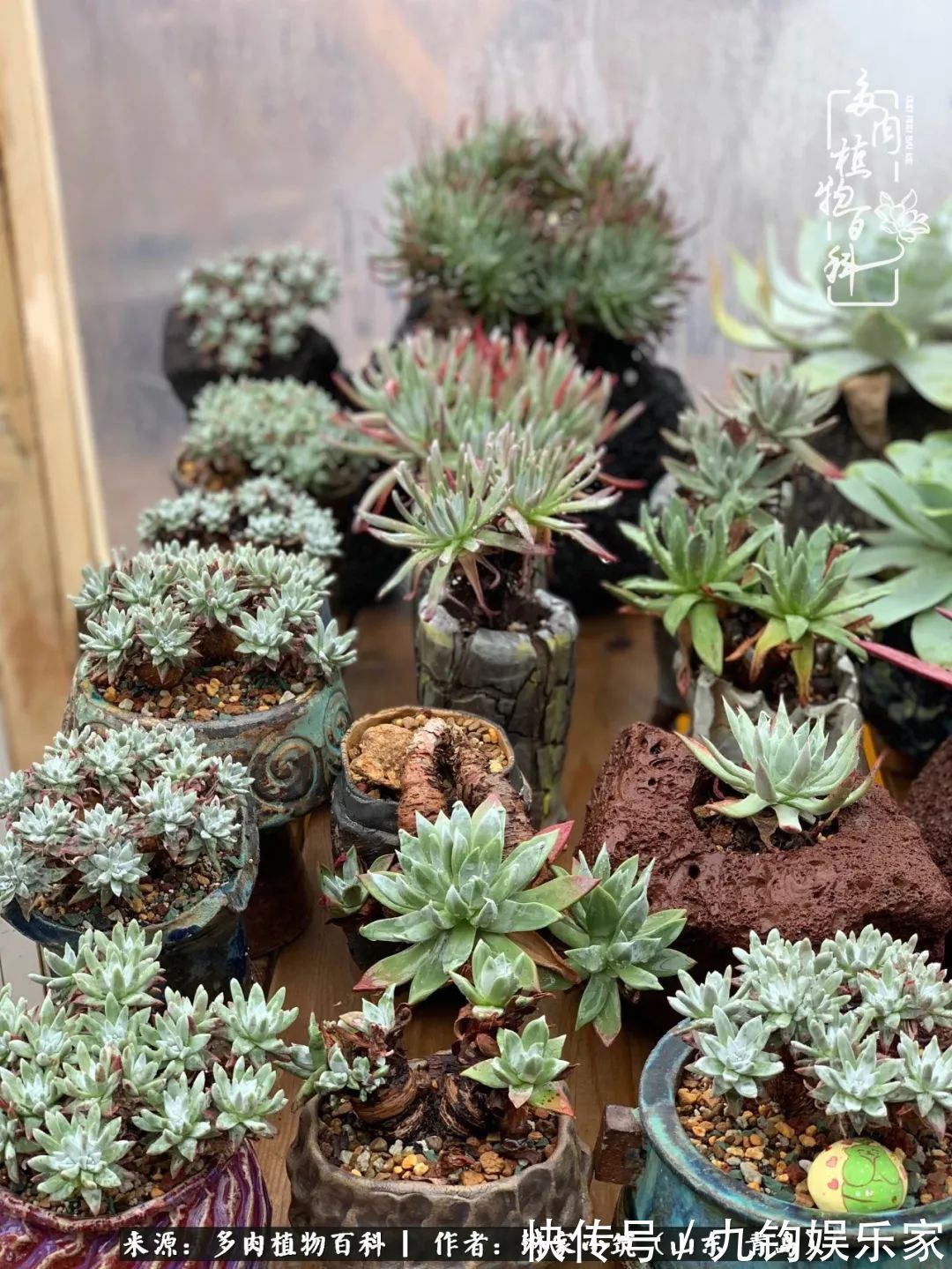 多肉住进暖棚，坦然越冬，放肆浇水，这个冬天有点甜！