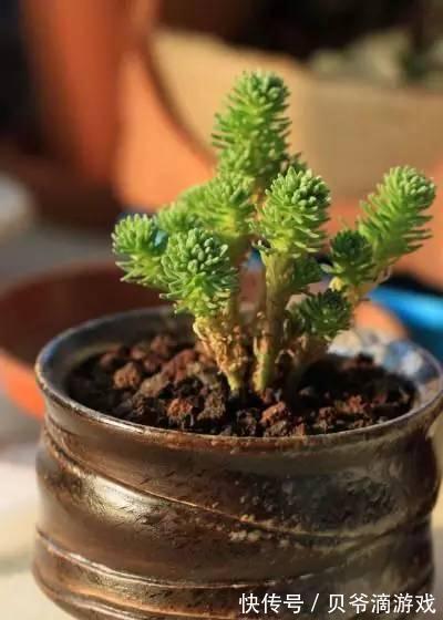 水和光多少是适量,50种常见多肉植物度夏攻略