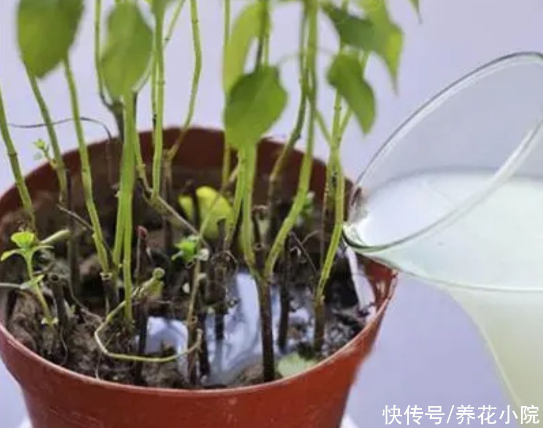 天气|天气炎热，3种水别拿来浇花，不然烂根黄叶，还招小虫子