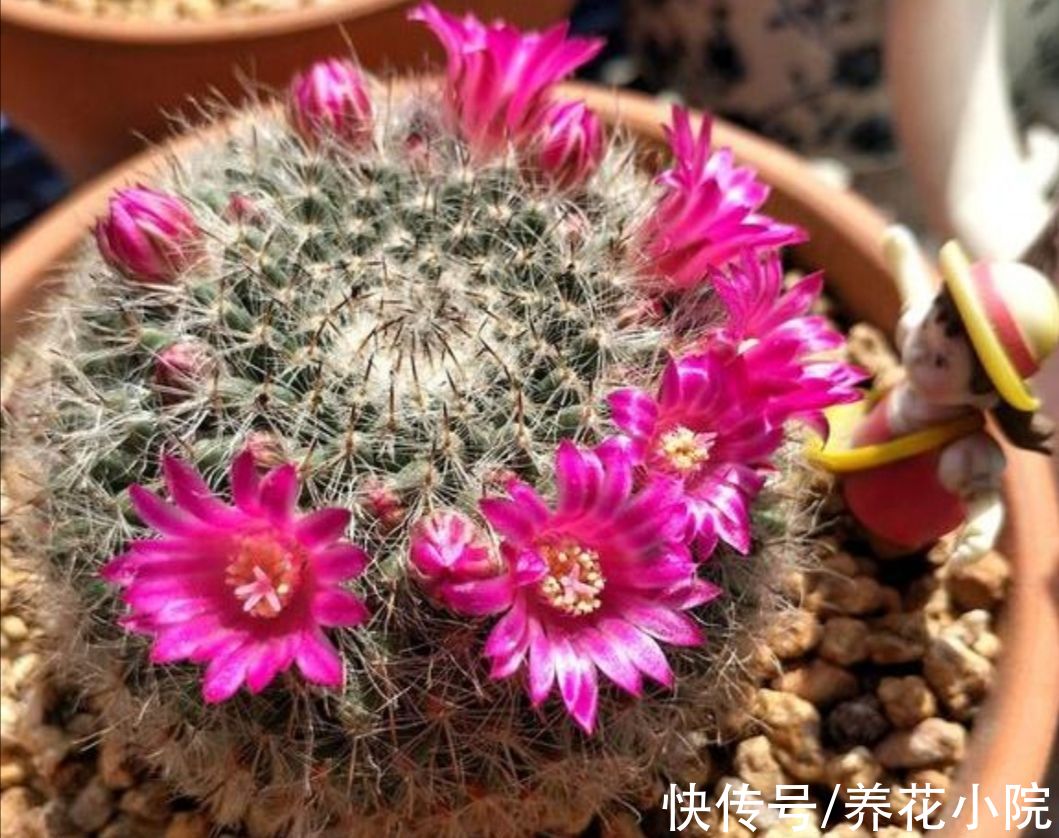 浇水|6种花“喝水少”，不用浇太勤，漂亮还好养