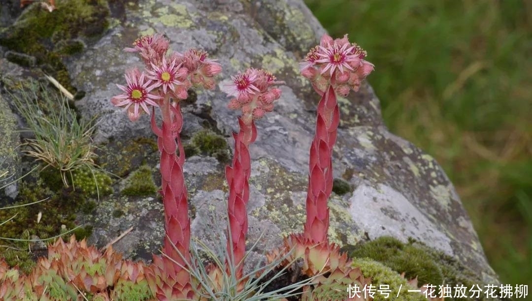 开花会死的多肉名单,你家要有养,看见花箭就“给一刀”
