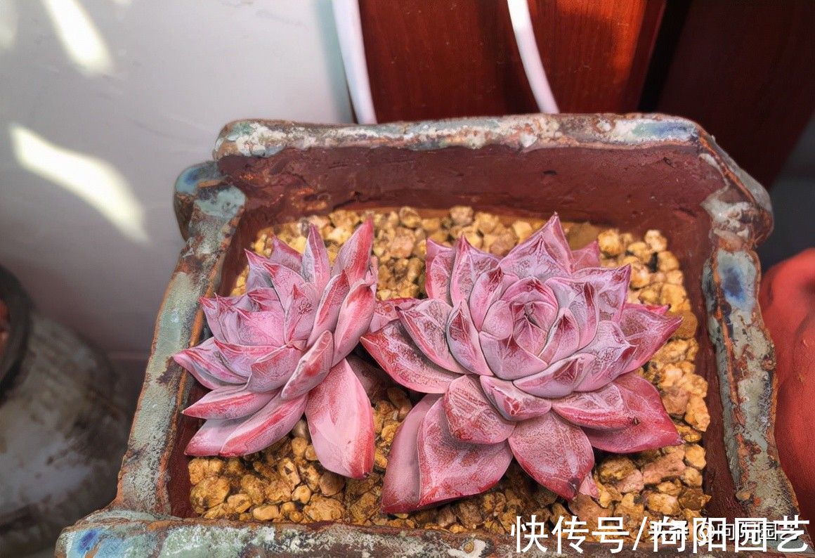 秋天适合养多肉，搬到院子里，早起撒撒水，轻松养出好状态