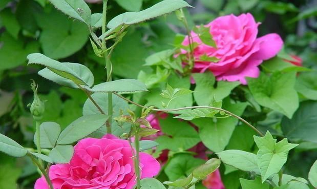 修剪|七月养月季,修剪后别漏这“两动作”,否则复花慢,还容易枯黄