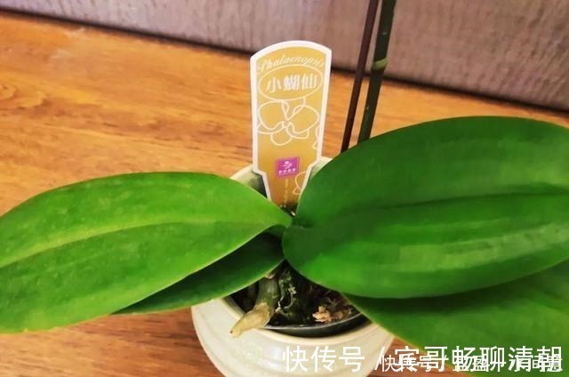 玉树|花盆越浅，开花越多，不信你试试！花盆越浅，开花越多，不信你试试！