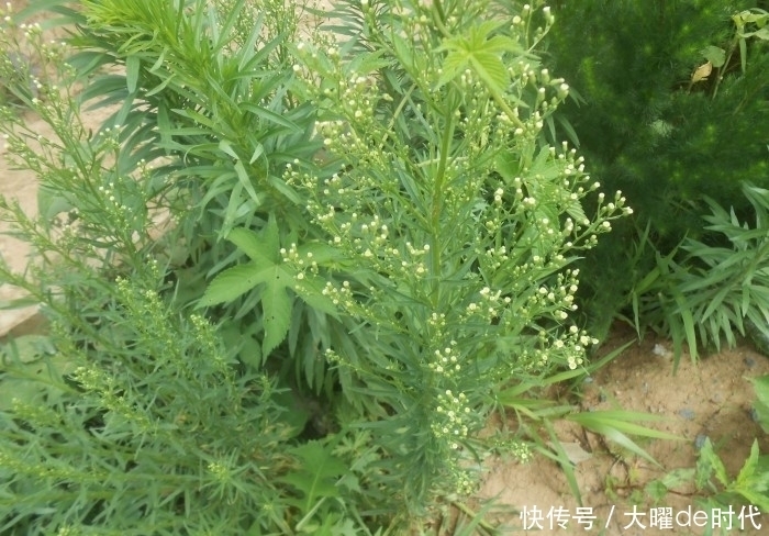 路边|农村路边的杂草,农民见到就处理,殊不知价值珍贵,对风湿有特效