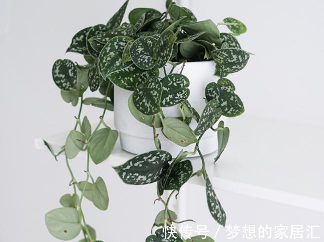 用花盆养花,有这几种情况,就及时给它换盆换土