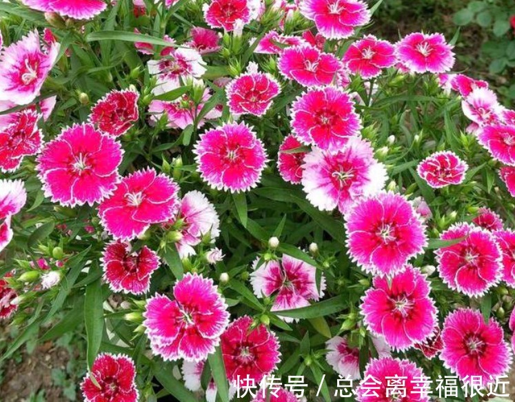 “4种花”养家里,全年开花不断,阳台变成“小花园”!