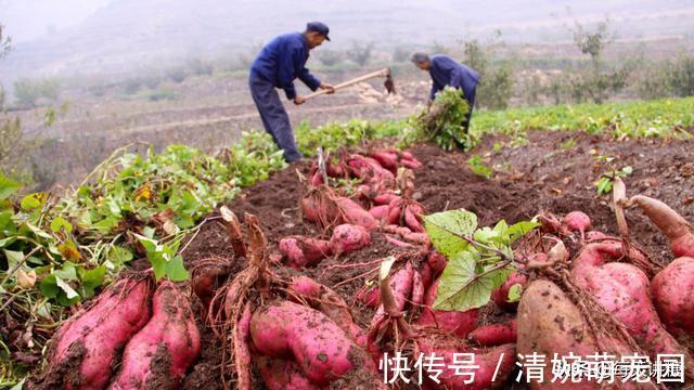 升糖指数|红薯是升血糖还是降血糖?今天给你解释清楚了