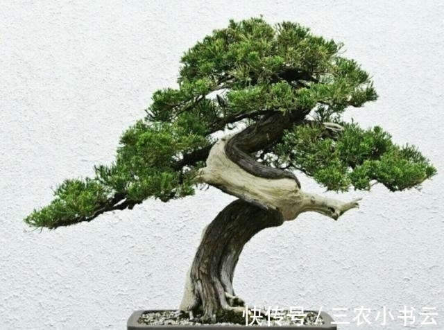 桩材|初学养盆景首先要注意下面这几个问题
