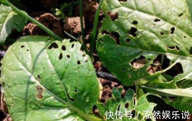 “小苏打”养花有奇效杀菌不烂根，除虫开花多，花卉长得特别旺