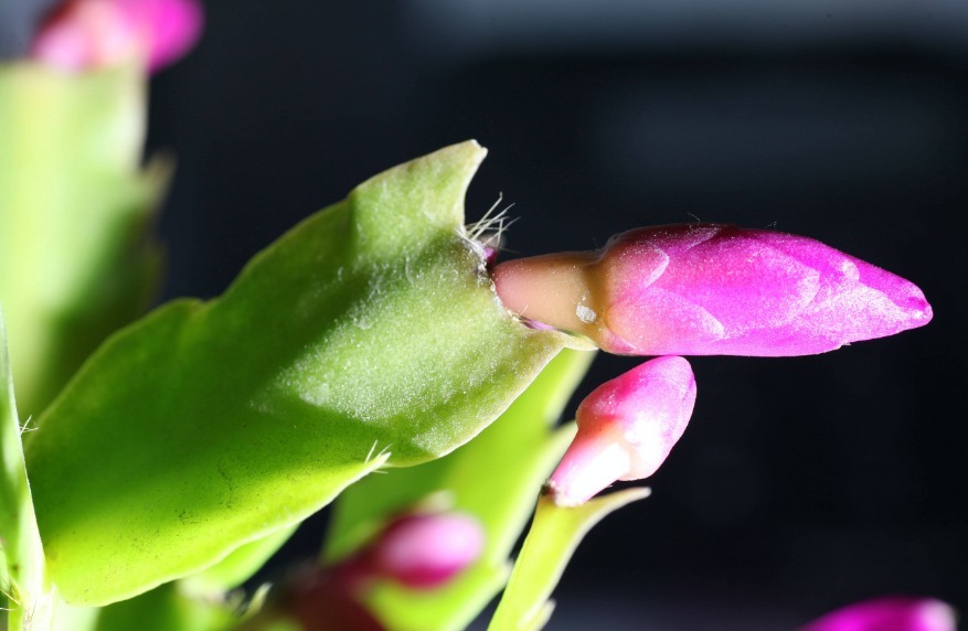 养护蟹爪兰，浇水时加点“它”，长势旺，叶片绿，花芽萌发快