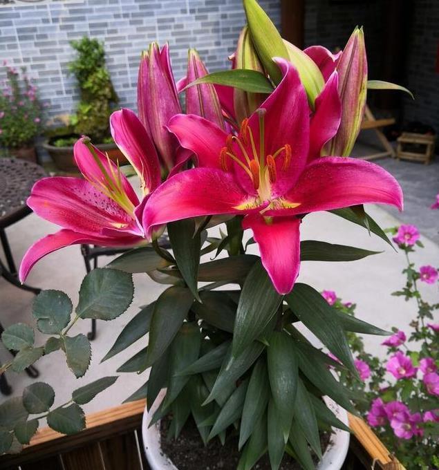 自带灵气的花,花开迎富贵,愿2021年心想事成