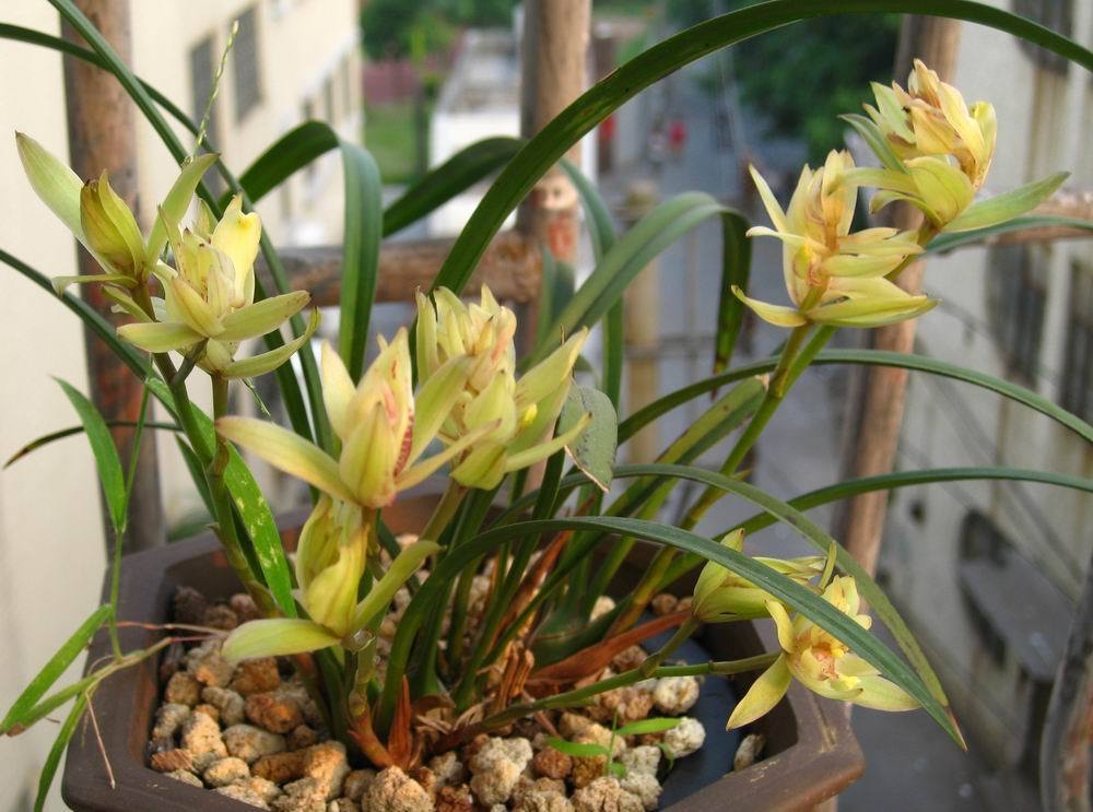 此兰花层层叠叠，花香淡雅，花型饱满，花色艳丽，花期长