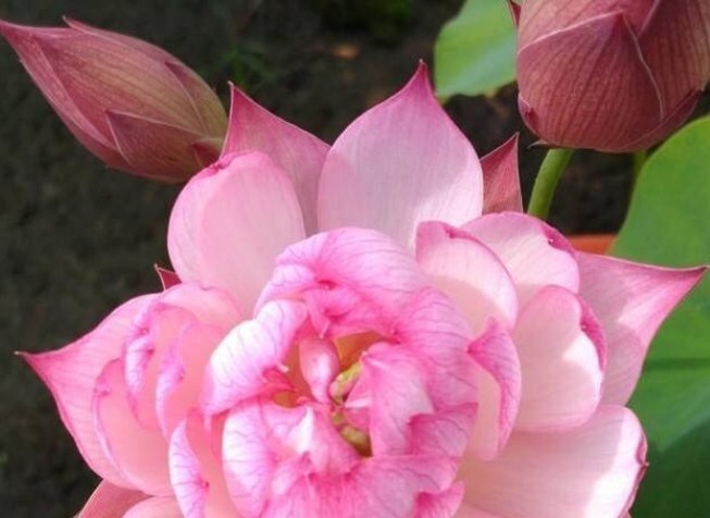 阳台上|3种花喜欢晒太阳,越晒长越旺,只见花朵不见叶,拦都拦不住!