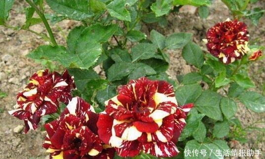 好特别的“1种花”，很多人都说“头回见”，你见过！