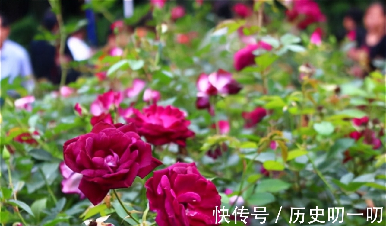 列入|这“三种花”不能养,已被列入“养殖黑名单”,别再傻傻当作宝