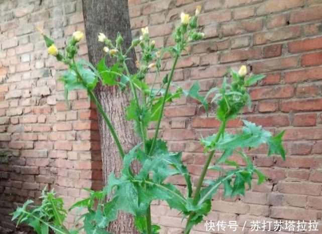 大家伙|农村有一种野草，是夏季的必备蔬菜，能够清热祛暑，可别错过了！