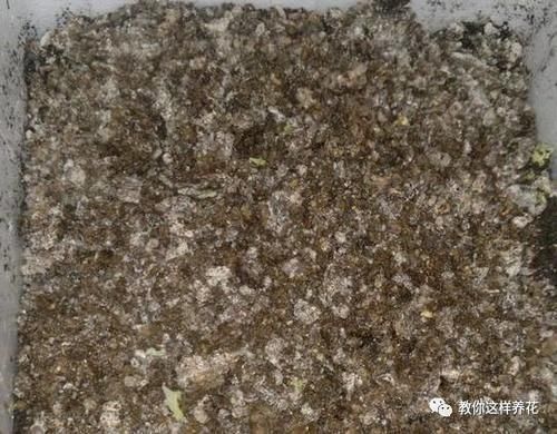 自制4种营养土,再也不板结烂根,大白根能挤破盆!