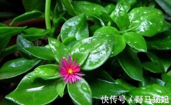 阳光|此花美过君子兰,只需一根枝条就能活,给点阳光就爆盆