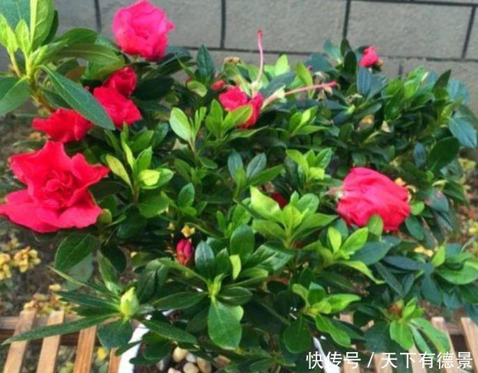 杜鹃花|3种花是“开花小能手”，比牡丹还美，棵棵开满枝头，太漂亮