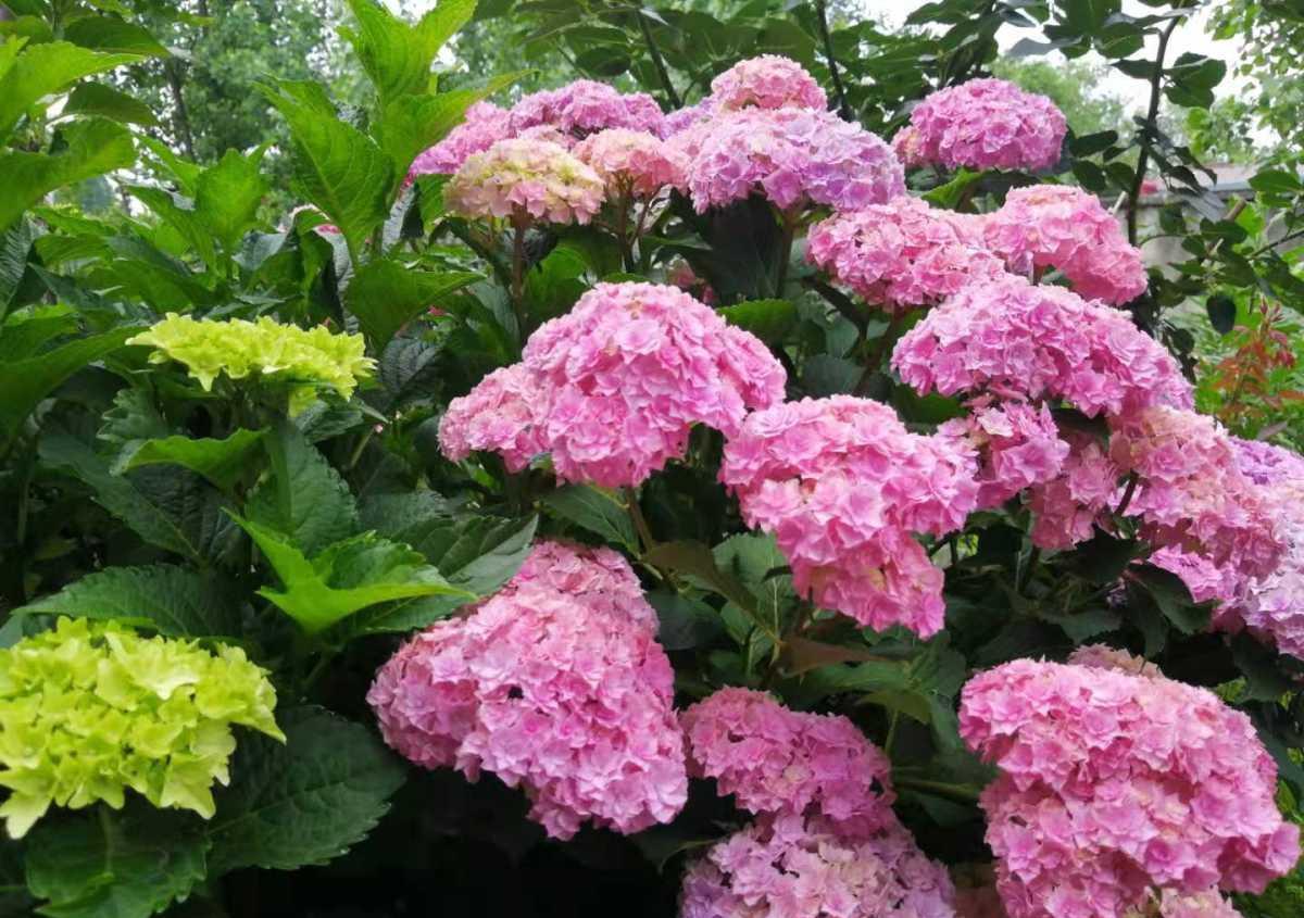 树荫下养点花,这4种花都耐阴,开花也超美