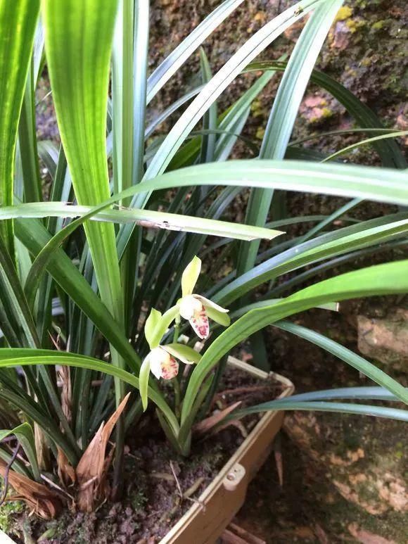 33种花，33首歌，太美了！