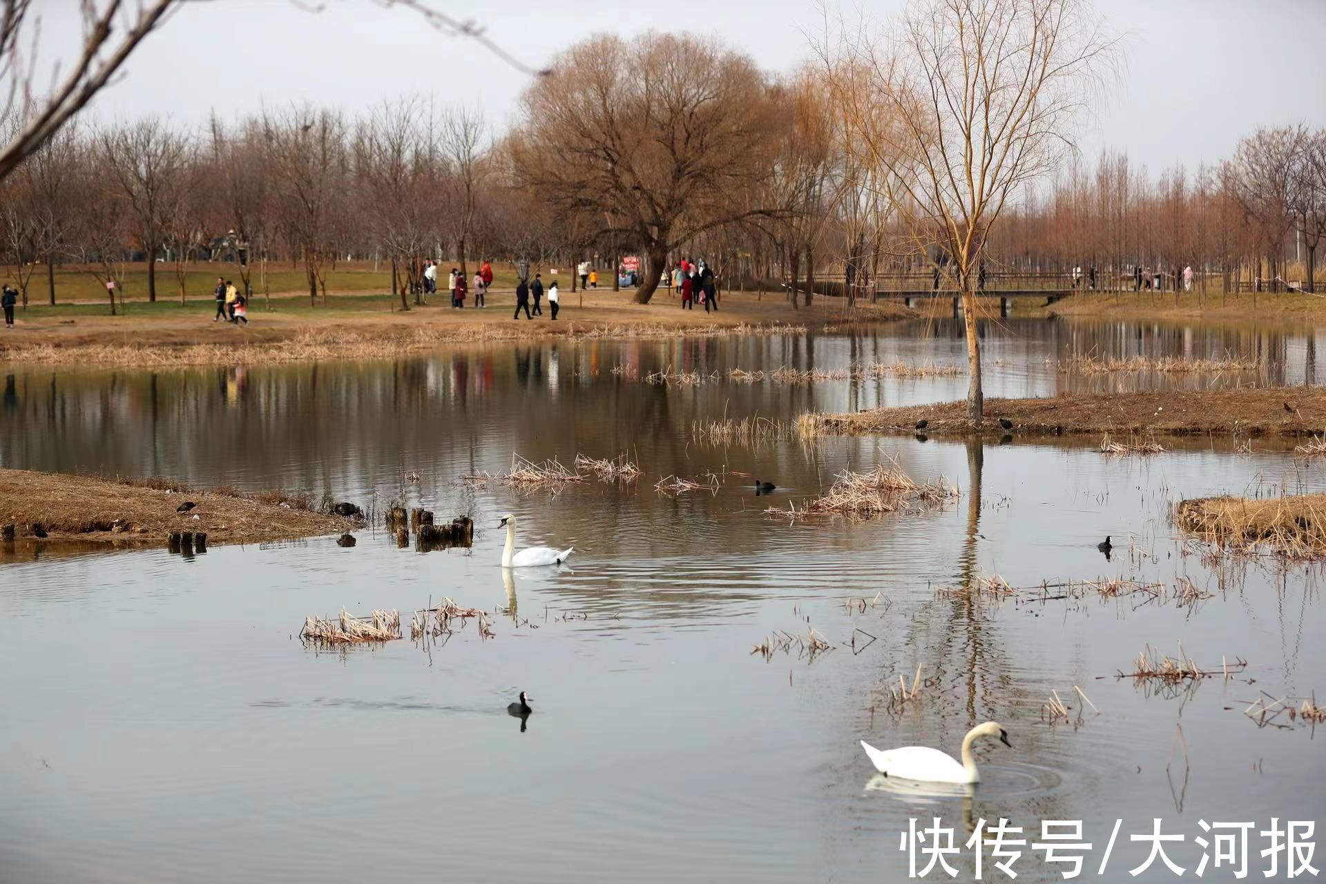 立春日|立春日，郑州北龙湖大天鹅大摇大摆上岸检阅游客，接受注目礼