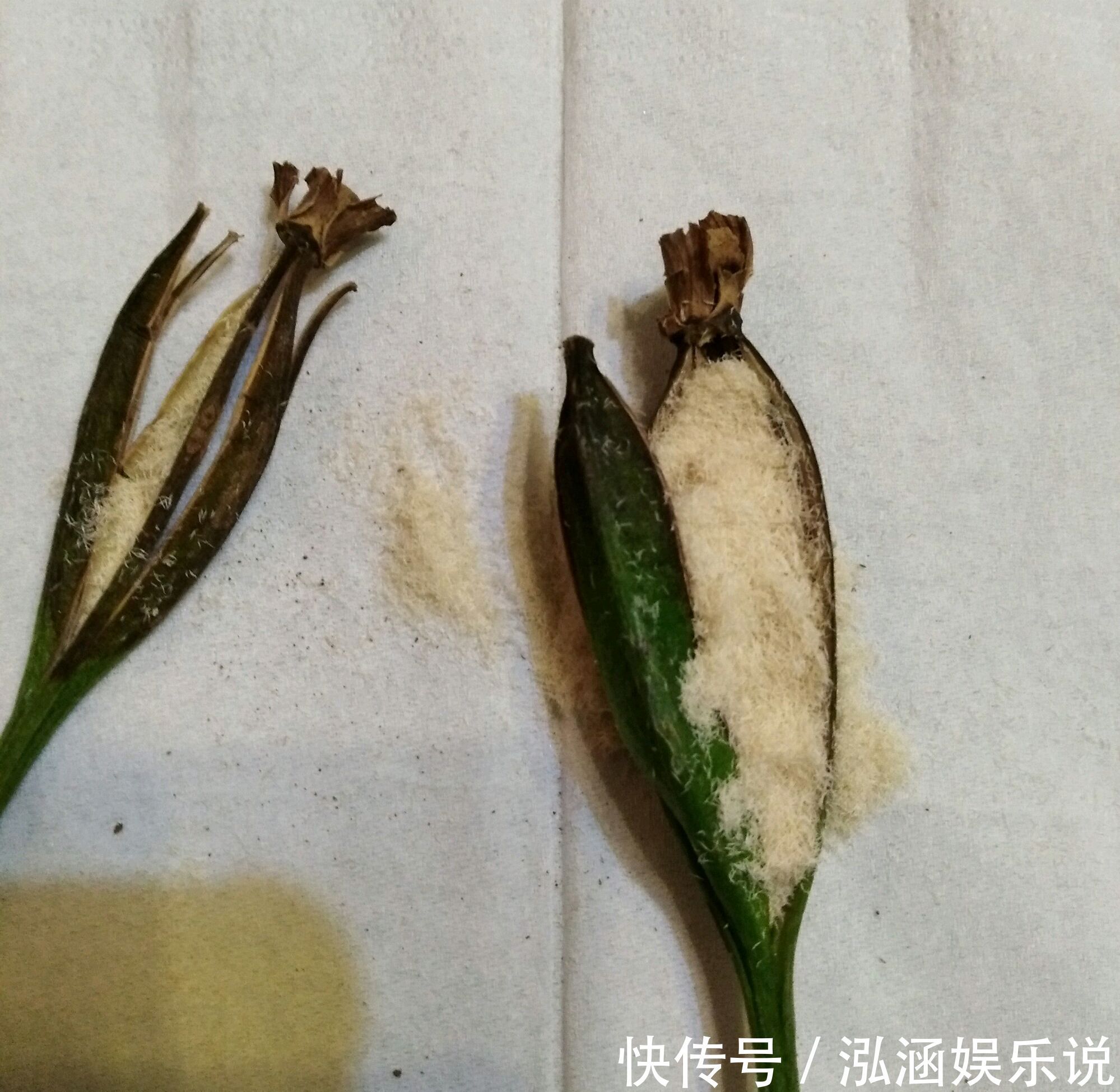 年史|兰花龙蛋怎么形成的兰花龙蛋是龙根苗吗龙根苗和艺兰的关系