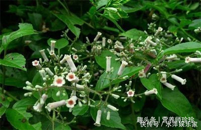 闻着臭,吃着香,嫩叶可做美食,根部价值高,对风湿病有奇效!