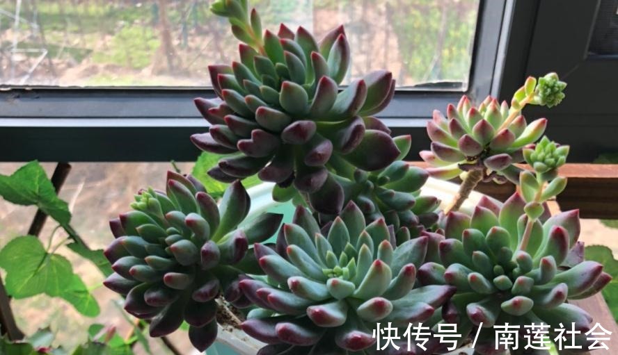 哪些因素会影响到多肉蓝苹果出状态？此3点，不容忽视！